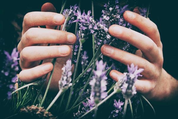 Lavendelblüten werden von Händen berührt